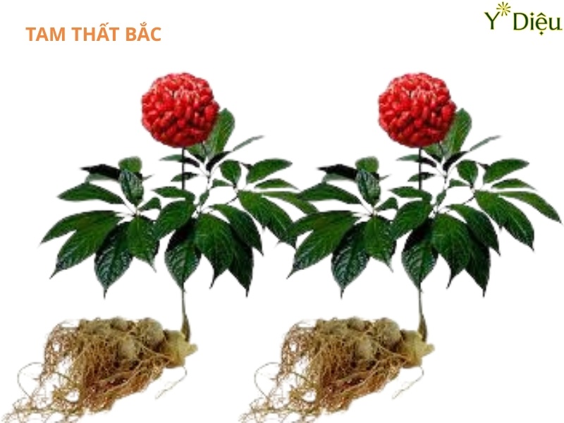 Củ Tam Thất, Đặc Điểm Thành Phần Và Tác Dụng Của Tam Thất